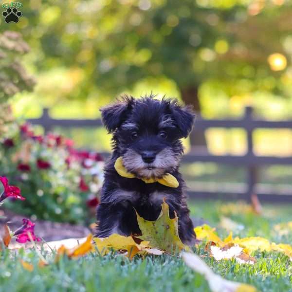 Trevor, Miniature Schnauzer Puppy
